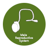 Reproductive - Male